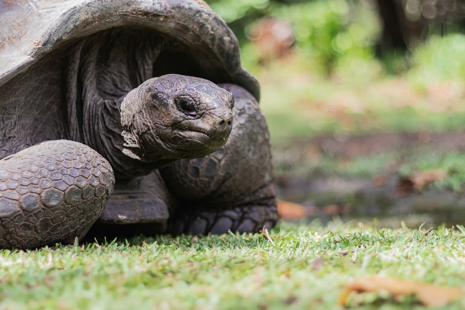 Curieuse Tortoises