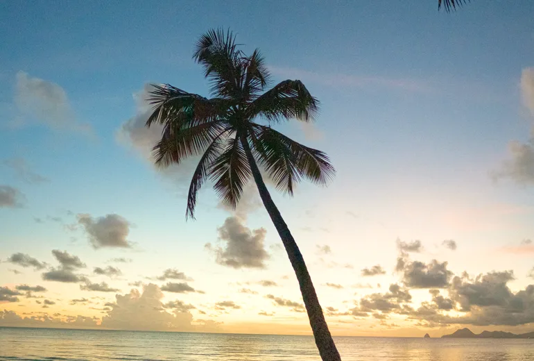 A leaning palm silhouetted against a golden Caribbean sunset over a calm beach